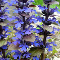 Ajuga reptans bugleweed plant with spreading foliage and flower spikes
