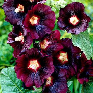 Arabian Nights Hollyhock Alcea rosea var. nigra flowering plant with tall upright stems, broad green leaves, and deep maroon nearly black flowers