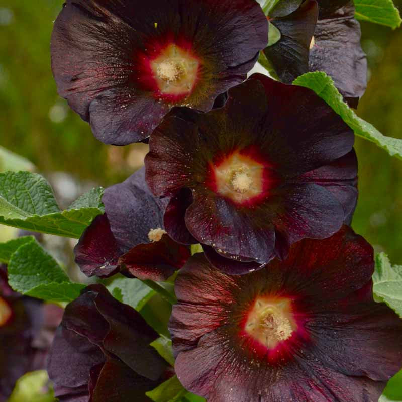 Arabian Nights Hollyhock Alcea rosea var. nigra flowering plant with tall upright stems, broad green foliage, and deep maroon nearly black flowers