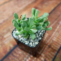 Aloinopsis Setifera – Succulent Flower Seeds