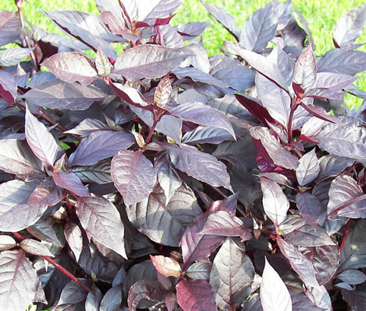 Alternanthera Alternanthera Brasiliana – Purple Knight Garden Seeds