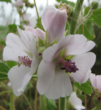 Althaea officinalis Marshmallow plant with soft green foliage and delicate pale flowers.
