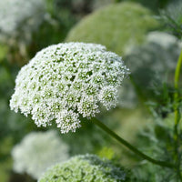 Ammi visnaga Seeds – Khella Bishop’s Flower Planting Seeds