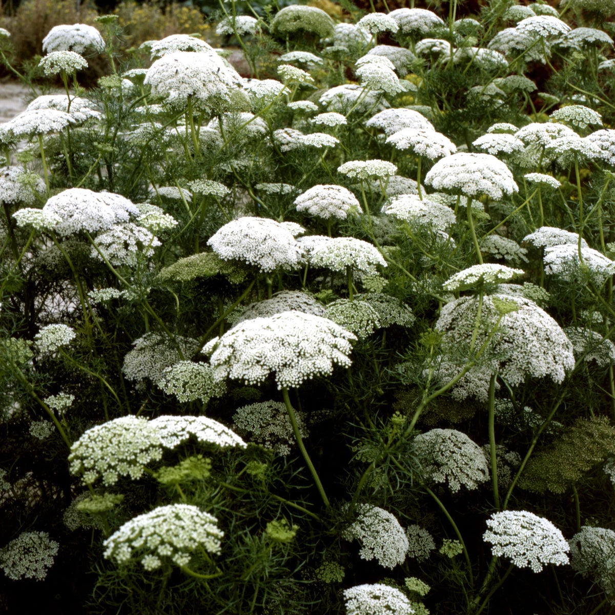 Bishop’s Flower Seeds – Ammi visnaga Ornamental Garden Plant