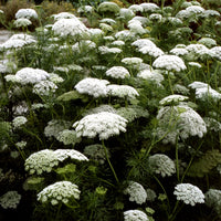 Bishop’s Flower Seeds – Ammi visnaga Ornamental Garden Plant