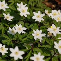 Wild Woodland Flower Seeds for Planting – Heirloom, Non-GMO, Shade-Tolerant Forest Blend