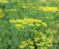 Anethum graveolens Bouquet Dill growing in a sunny herb garden