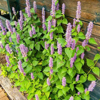 Anise Hyssop Agastache foeniculum Garden Seeds