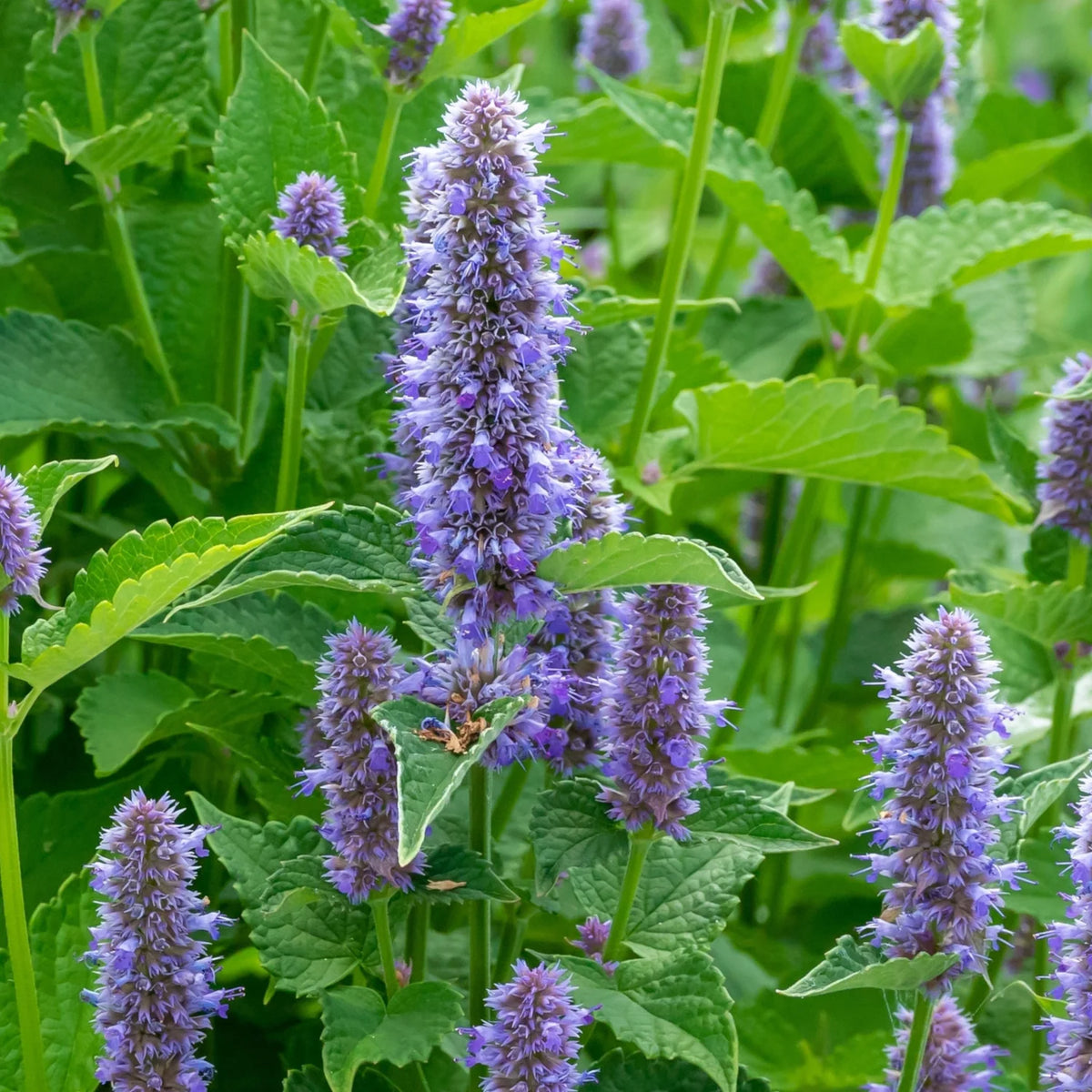 Anise Hyssop Licorice Mint Agastache foeniculum Plant Seeds