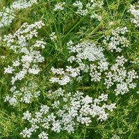 Cumin Cuminum cyminum herb seeds for home garden cultivation