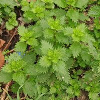 Nettle plant with green toothed leaves growing in a garden setting