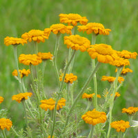 Saint John’s Chamomile botanical flower variety for home gardens and plant collections.