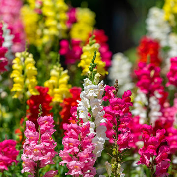 Snapdragon Antirrhinum Montego – Garden Flower Seeds