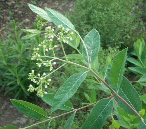 Indian Hemp Seeds – Apocynum cannabinum for Native Garden Planting