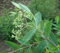 Indian Hemp Seeds – Apocynum cannabinum for Native Garden Planting