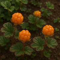 Arctic Cloudberry Seeds – Rare Cold-Hardy Fruit Seeds for Planting