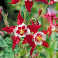 Red and White Aquilegia Flower – Perennial Flower Seeds