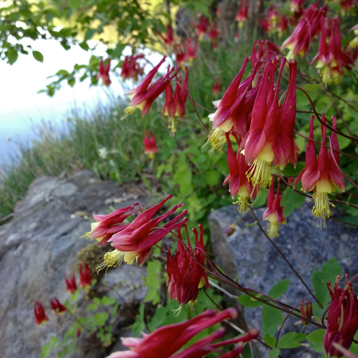 Aquilegia canadensis Wild Columbine garden seeds for perennial planting