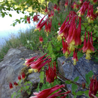 Aquilegia canadensis Wild Columbine garden seeds for perennial planting