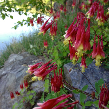 Aquilegia canadensis Wild Columbine garden seeds for perennial planting