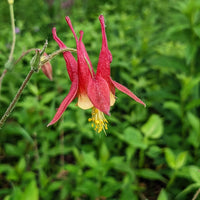 Wild Columbine plant with distinctive red and yellow nodding flowers