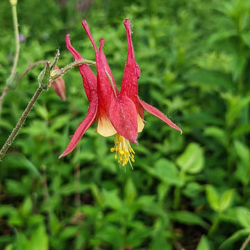 Wild Columbine plant with distinctive red and yellow nodding flowers