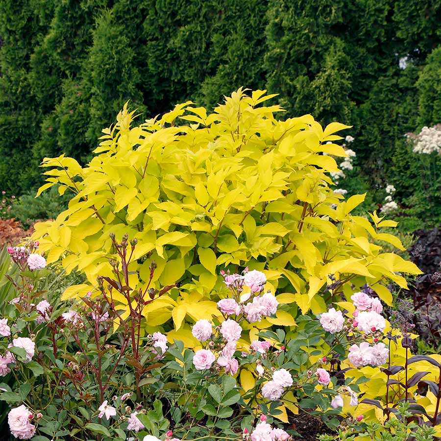 Japanese Udo Seeds Aralia Cordata Hardy Perennial Mountain Asparagus, Edible Shade Vegetable