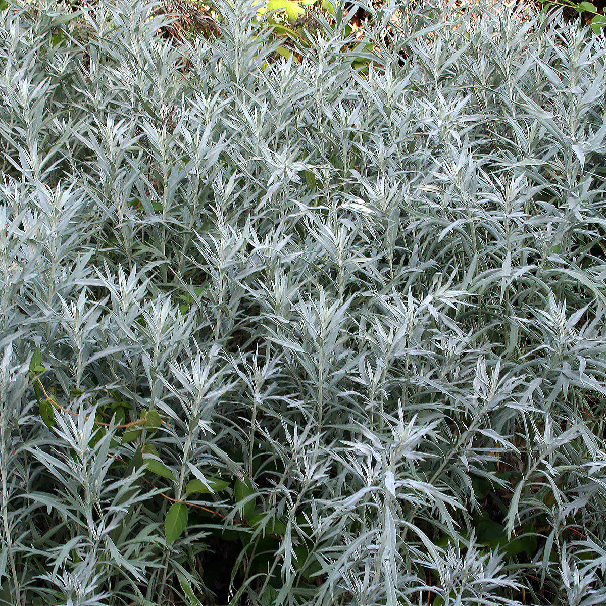 Artemisia ludoviciana Western Mugwort with distinctive silvery-gray foliage and upright growth.