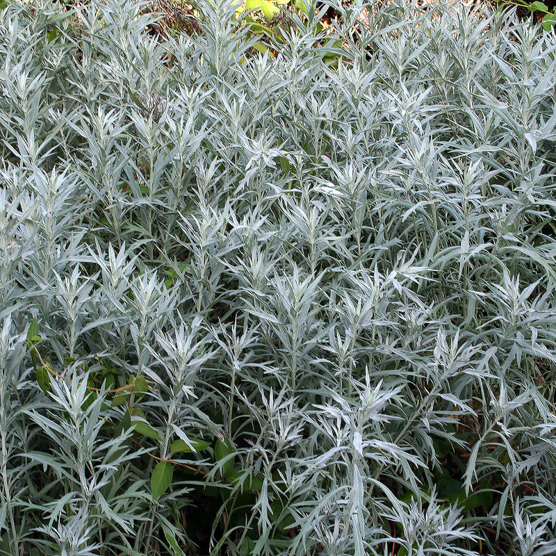 Artemisia ludoviciana Western Mugwort garden seeds for growing a distinctive perennial herb.