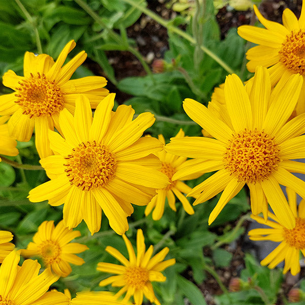 Arnica montana plant with yellow daisy-like flowers and green foliage