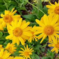 Arnica Montana Plant Seeds for Botanical Gardens, Perennial Flower Beds, and Specialty Garden Growing