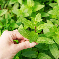 Mentha piperita peppermint garden seeds for home herb gardening