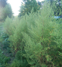 Sweet Annie Artemisia annua Qing Hao Seeds for Home Gardens, Herb Collections and Outdoor Planting