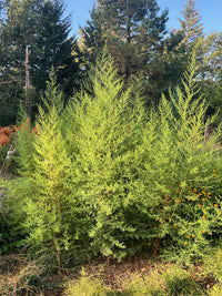 Artemisia annua Sweet Annie seeds for botanical gardening