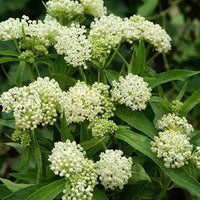 Butterfly Weed White Asclepias Incarnata – Pollinator-Friendly Flower Seeds