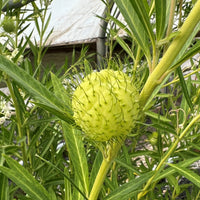Swan Plant Flower Seeds Asclepias physocarpa for Home Garden Growing and Decorative Planting