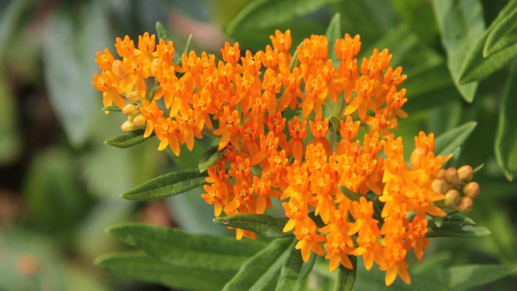 Butterfly Weed Asclepias – Pollinator Friendly Wildflower Seeds