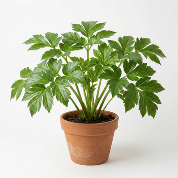 Tomorrow’s Leaf Ashitaba Seeds Fresh, Tested Angelica Keiskei for Organic Gardens