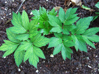 Ashitaba Seeds – Angelica Keiskei Japanese Herb Planting Seeds