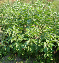 Withania somnifera plant showing green foliage and branching growth