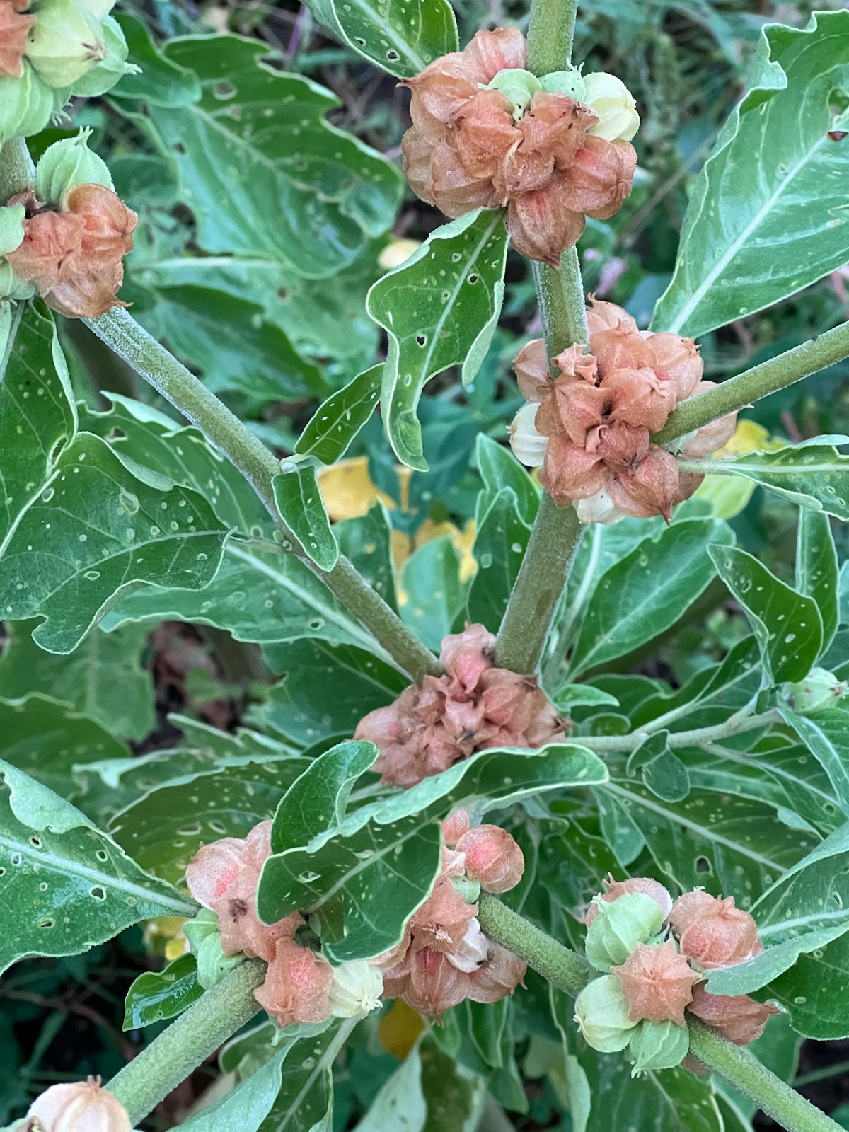 Withania somnifera Ashwagandha plant with green foliage and branching growth