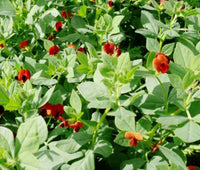 Asparagus Pea Lotus Tetragonolobus – Hardy Vegetable Seeds