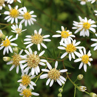 Flat Topped Aster – Perennial Wildflower Garden Seeds