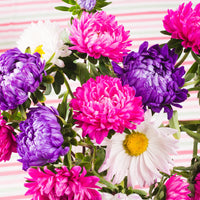Heath Aster Wildflower – Colorful Garden Flower Seeds