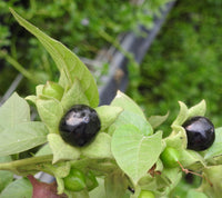 Atropa belladonna plant showing characteristic foliage and bell-shaped flowers