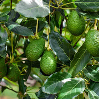 Blas Avocado – Black Avocado Fruit Tree Seeds