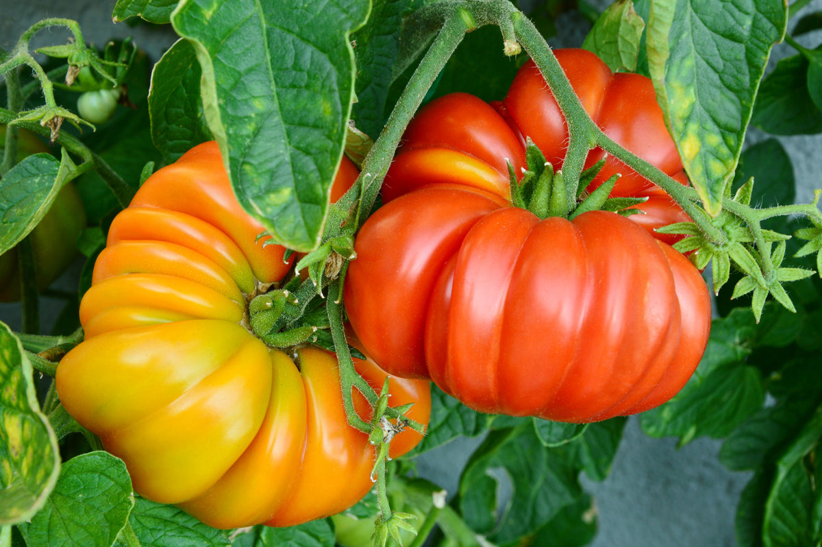 Oaxacan Jewel Tomato – Heirloom Vegetable Garden Seeds