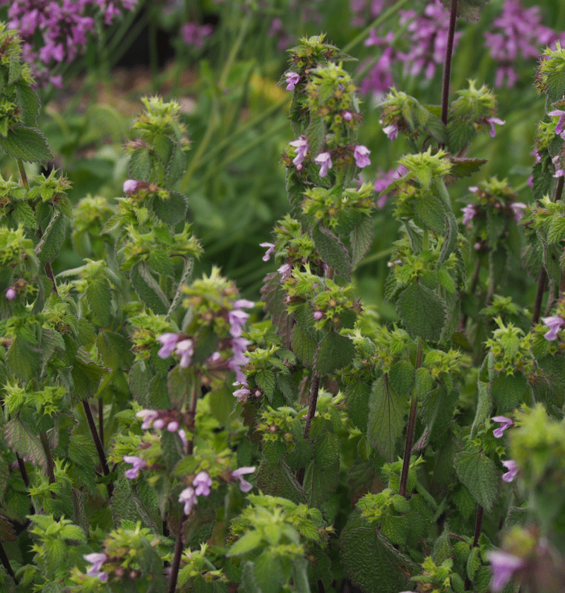 Black Horehound Herb Seeds – Ballota nigra for Ornamental Garden Growing