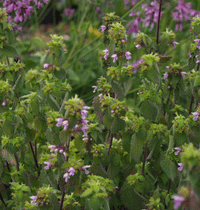 Black Horehound Herb Seeds – Ballota nigra for Ornamental Garden Growing