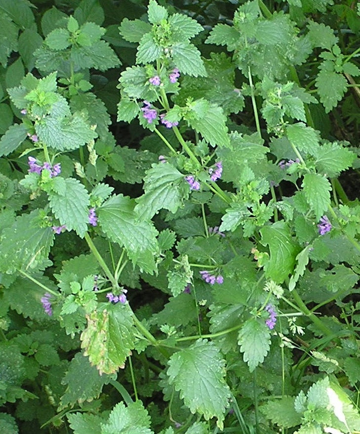 Black Horehound Ballota nigra flowering herb with textured green leaves, hairy branching stems, and clusters of purple flowers in a garden
